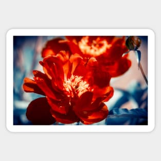 Red Peony Flowers Sticker